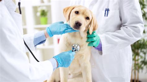 Top 10 Best Veterinarians Near Makati, Metro Manila .